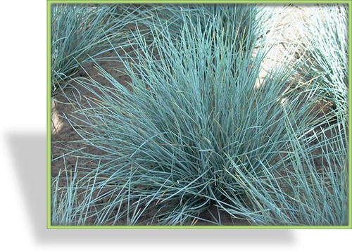Ziergras, Schwingel, Blauschwingel, Festuca cinerea 'Silberreiher'