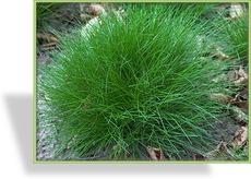 Ziergras, Schwingel, Bärenfellschwingel, Festuca gautieri (scoparia)