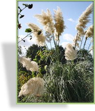 Ziergras, Pampasgras, Cortaderia selloana 'Sunningdale Silver'
