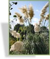 Ziergras, Pampasgras, Cortaderia selloana 'Sunningdale Silver'