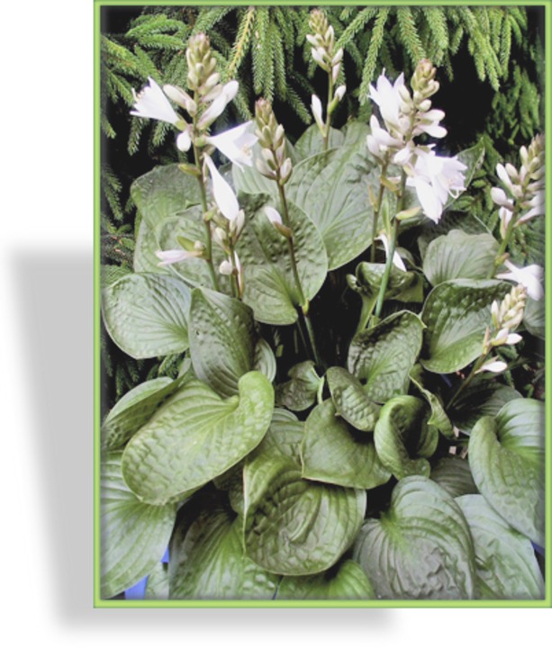 Funkie, Kleinblättrige Funkie, Hosta hybride 'Lakeside Lollipop'