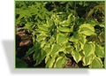 Funkie, Kleinblättrige Funkie, Hosta hybride 'Ground Master'