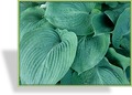 Funkie, Kleinblättrige Funkie, Hosta hybride 'Blue Cadet'