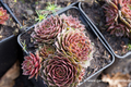Hauswurz, Sempervivum setilum