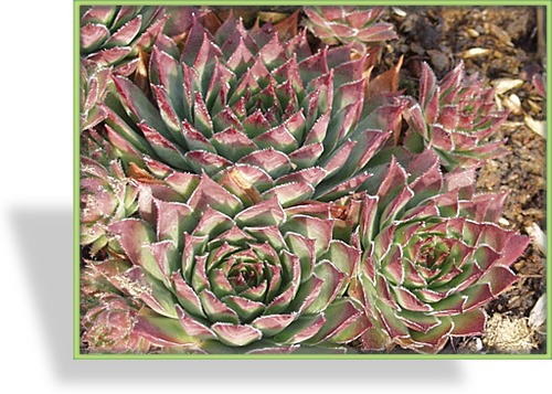 Hauswurz, Himalaya Hauswurz, Sempervivella sedoides