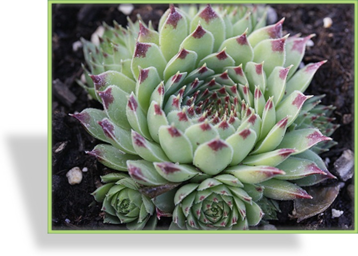 Hauswurz, Sempervivum calcareum 'Mrs. Guiseppi'