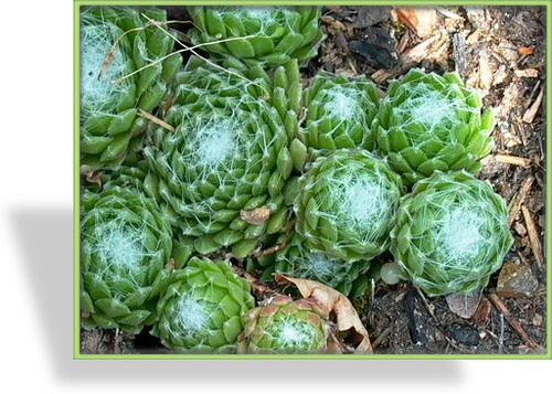 Hauswurz, Sempervivum arachnoideum