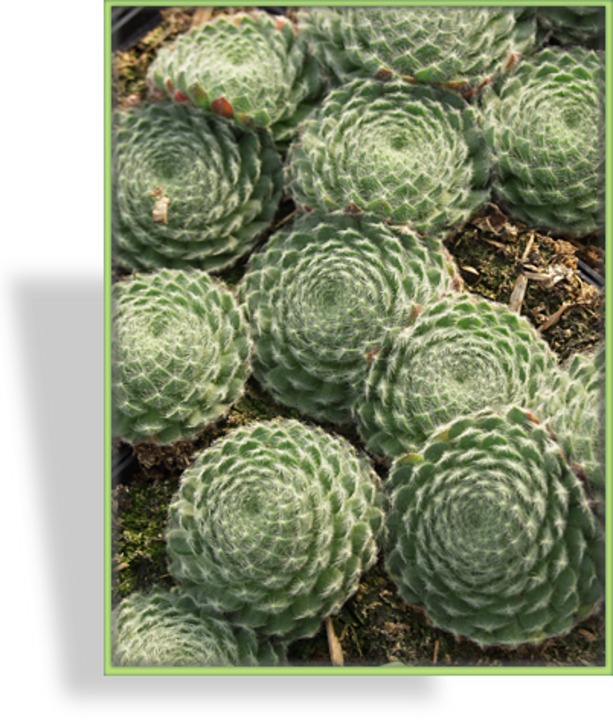 Hauswurz, Sempervivum ciliosum var. borisii