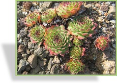 Hauswurz, Sempervivum tectorum 'Karneol'