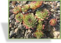 Hauswurz, Sempervivum tectorum 'Karneol'