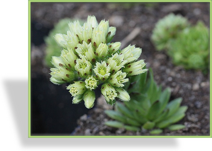 Hauswurz, Sempervivum wulfenii