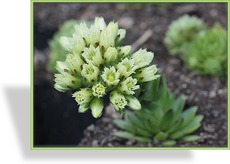 Hauswurz, Sempervivum wulfenii