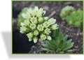 Hauswurz, Sempervivum wulfenii
