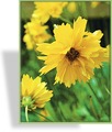 Mädchenauge, Coreopsis grandiflora 'Sunray'