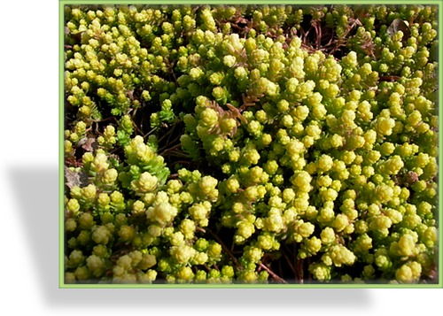 Mauerpfeffer, Sedum acre 'Aureum Gold'