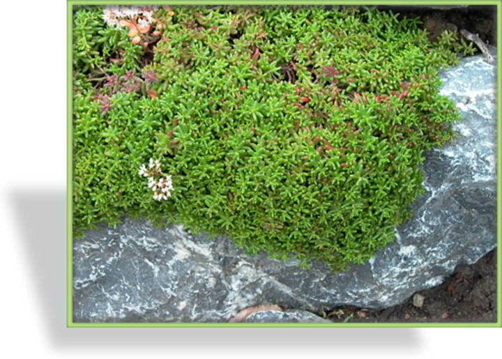 Mauerpfeffer, Sedum album 'Murale'
