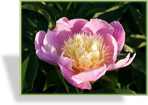 Pfingstrose, Paeonia lactiflora 'Bowl of Beauty'