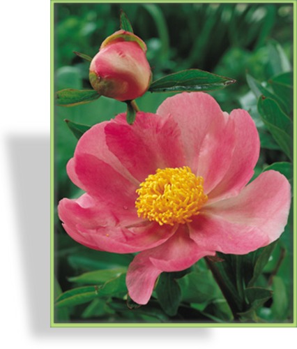 Pfingstrose, Paeonia lactiflora 'Nymphe'