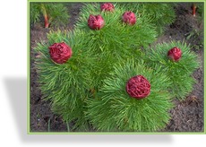 Pfingstrose, Netzblatt-Paeonie, Paeonia tenuifolia 'Plena'