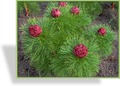 Pfingstrose, Netzblatt-Paeonie, Paeonia tenuifolia 'Plena'