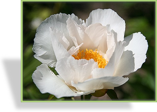 Pfingstrose, Paeonia lactiflora 'Krinkled White'