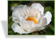 Pfingstrose, Paeonia lactiflora 'Krinkled White'