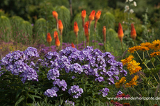 Phlox, Flammenblume, Phlox paniculata 'Jeff´s Blue'