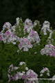 Phlox, Flammenblume, Phlox paniculata 'Cool Water'