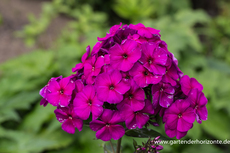 Phlox, Flammenblume, Phlox paniculata 'Düsterlohe'