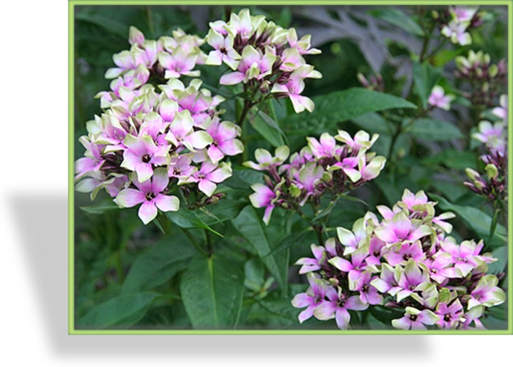 Phlox, Flammenblume, Phlox paniculata 'Mystique Green'