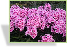 Phlox, Flammenblume, Phlox paniculata 'Baby Face'