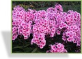 Phlox, Flammenblume, Phlox paniculata 'Baby Face'