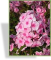 Phlox, Flammenblume, Phlox paniculata 'Bright Eyes'