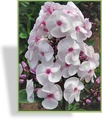 Phlox, Flammenblume, Phlox paniculata 'Ice Cream'