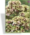 Phlox, Flammenblume, Phlox paniculata 'Mystique Green'