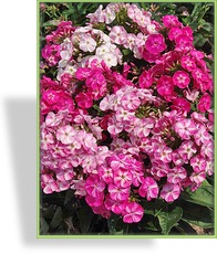 Phlox, Flammenblume, Phlox paniculata 'Potpourri'