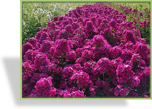 Phlox, Flammenblume, Phlox paniculata 'Raving Beauty'