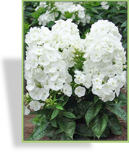 Phlox, Flammenblume, Phlox paniculata 'Younique White'