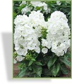 Phlox, Flammenblume, Phlox paniculata 'Younique White'