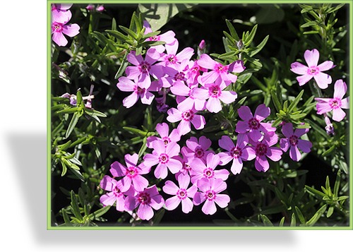 Phlox, Teppichphlox, Phlox subulata 'Zwergteppich'