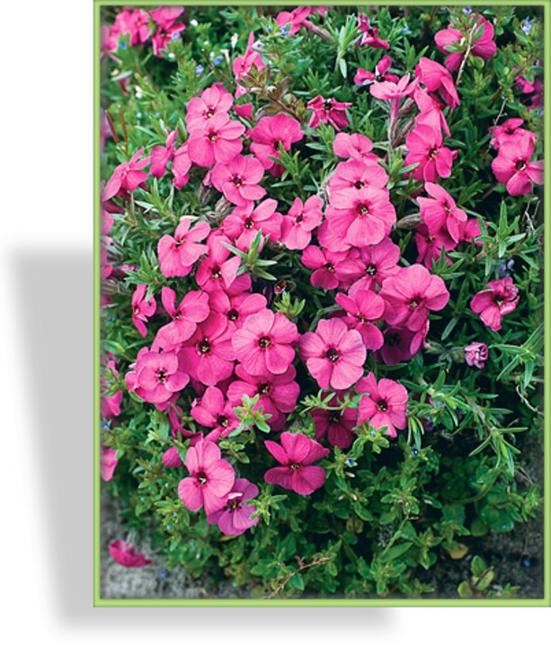 Phlox, Teppichphlox, Phlox douglasii 'Red Admiral'