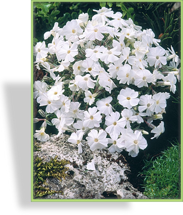 Phlox, Teppichphlox, Phlox douglasii 'White Admiral'