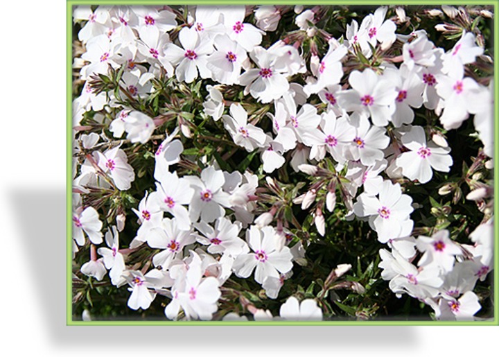 Phlox, Teppichphlox, Phlox subulata 'Amazing Grace'