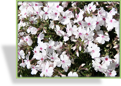 Phlox, Teppichphlox, Phlox subulata 'Amazing Grace'