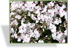 Phlox, Teppichphlox, Phlox subulata 'Amazing Grace'