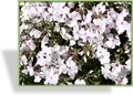 Phlox, Teppichphlox, Phlox subulata 'Amazing Grace'