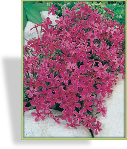 Phlox, Teppichphlox, Phlox subulata 'Atropurpurea'