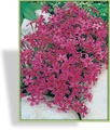 Phlox, Teppichphlox, Phlox subulata 'Atropurpurea'