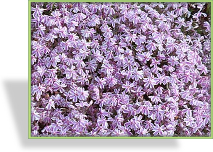 Phlox, Teppichphlox, Phlox subulata 'Candy Stripes'