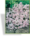 Phlox, mattenbildend, SP-Stauden